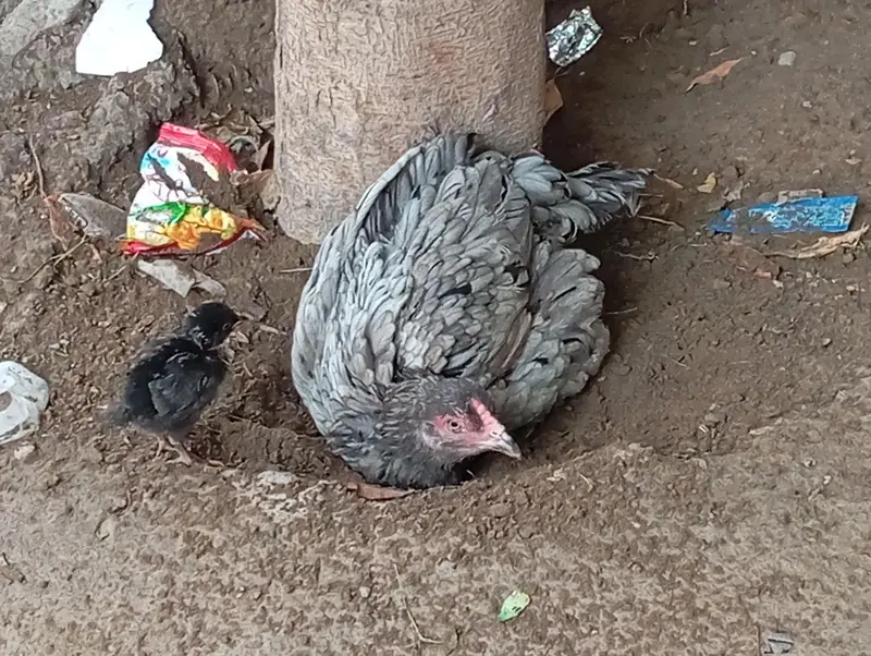 Aseel Silver Grey Murghi — photo 5