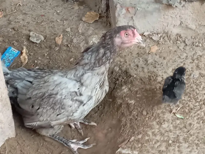 Aseel Silver Grey Murghi — photo 6
