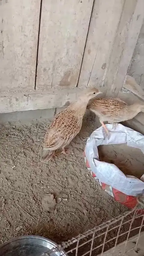 Irani tetar pair