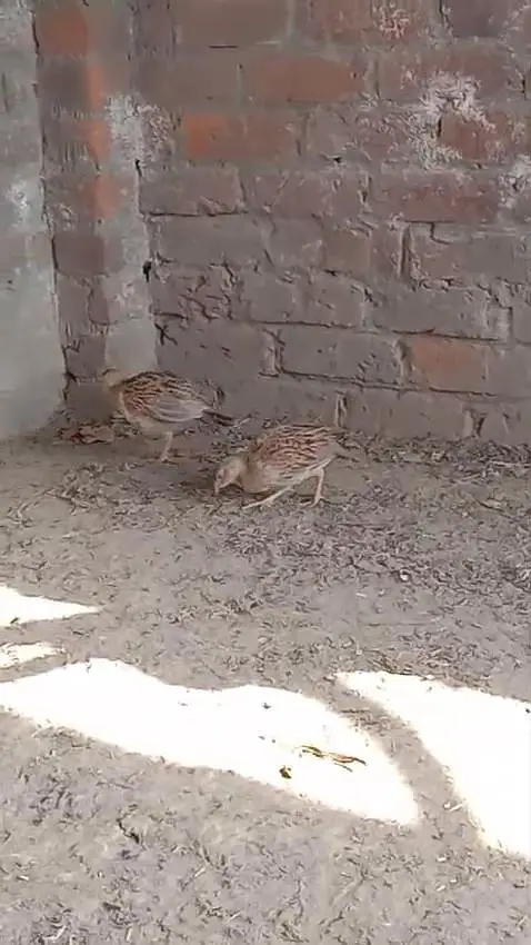 Irani tetar pair — photo 3