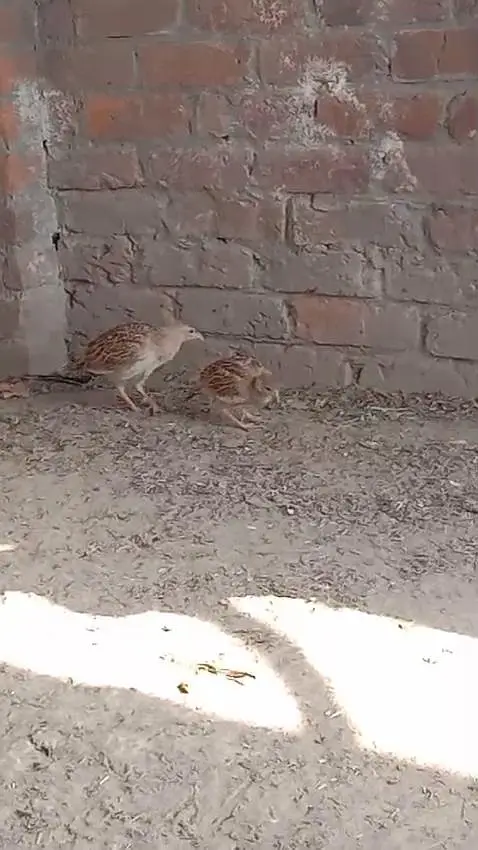 Irani tetar pair — photo 4