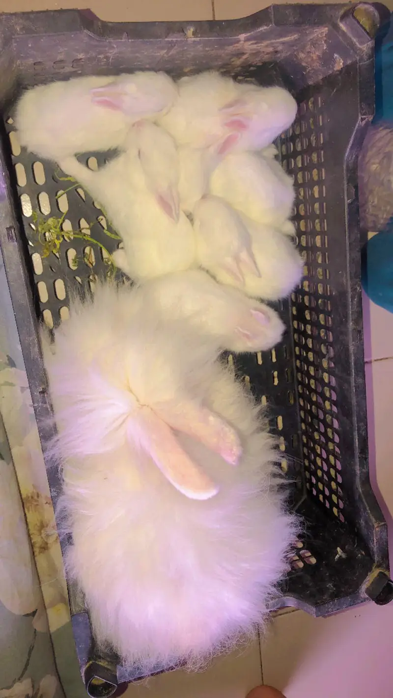 English angora rabbit male — photo 2