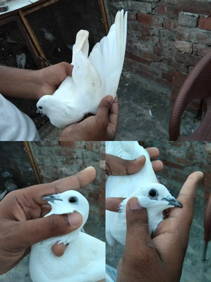 Ferozpuri Bacha — photo 4