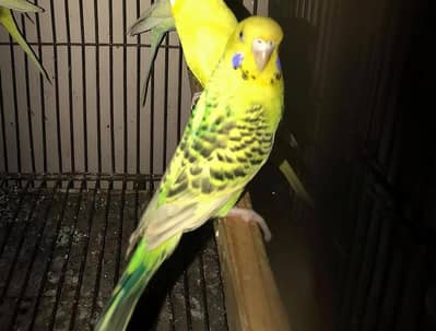 Lemon TCB Female