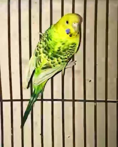 Lemon TCB Female