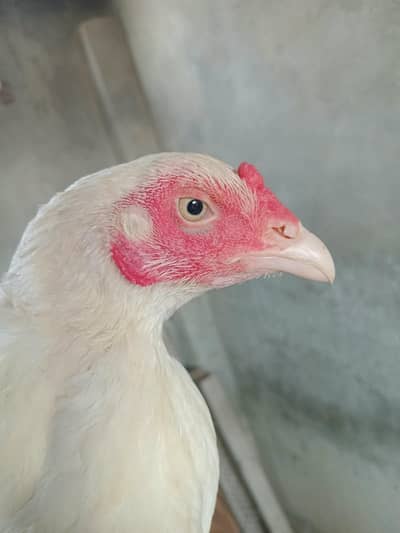Aseel heera murgi and Heera chicks
