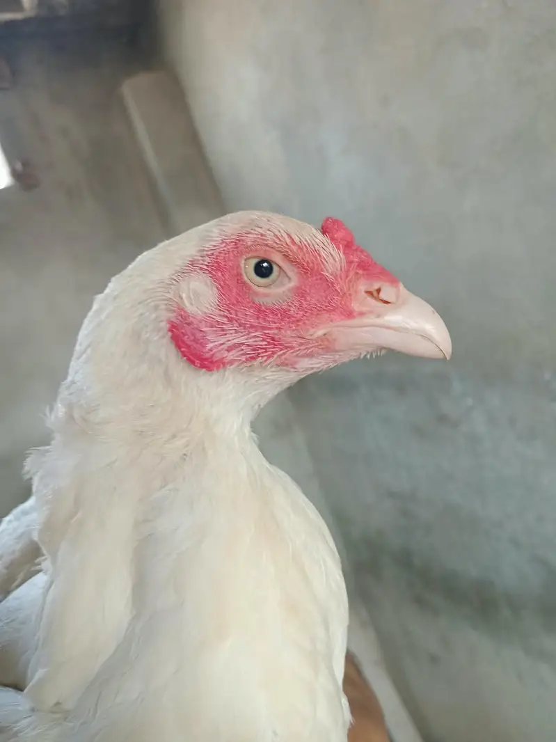 Aseel heera murgi and Heera chicks — photo 2