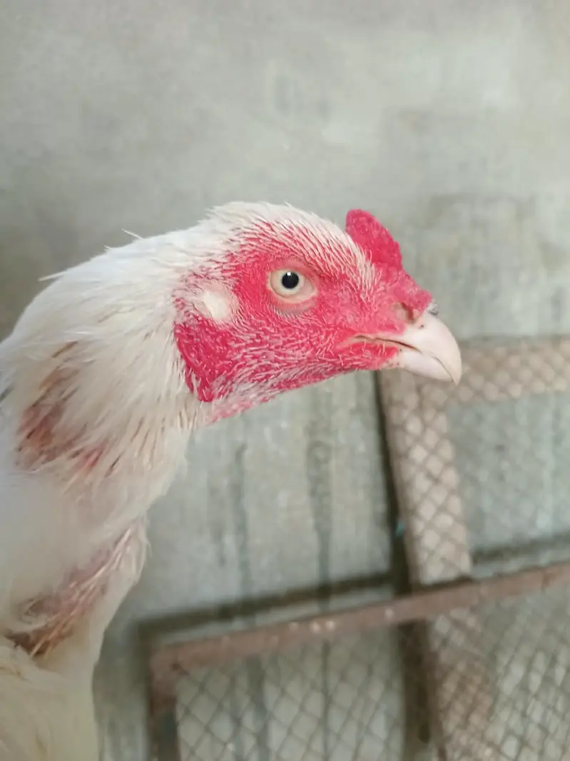 Aseel heera murgi and Heera chicks — photo 3