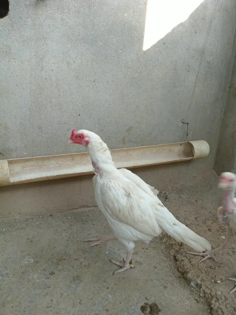 Aseel heera murgi and Heera chicks — photo 4