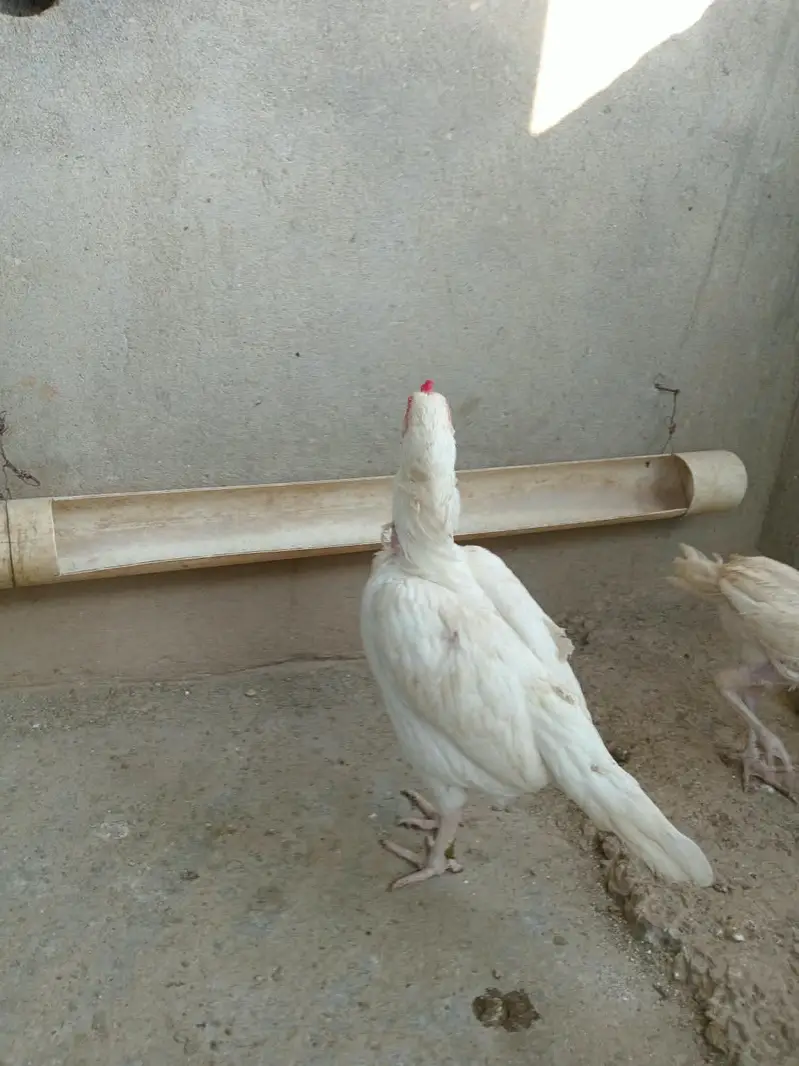 Aseel heera murgi and Heera chicks — photo 5
