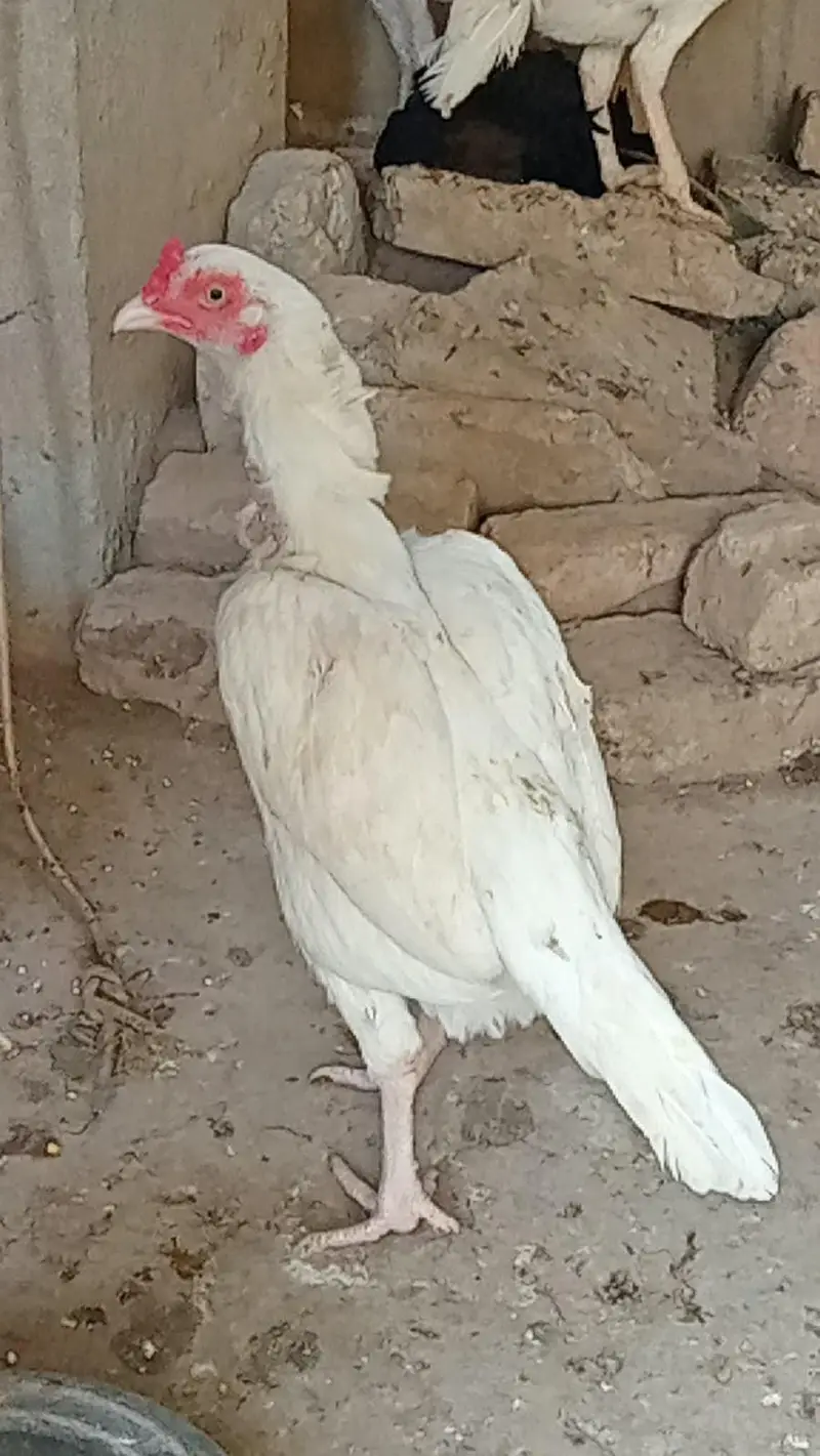 Aseel heera murgi and Heera chicks — photo 6