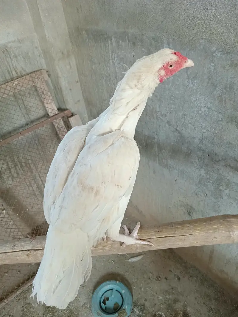 Aseel heera murgi and Heera chicks — photo 7
