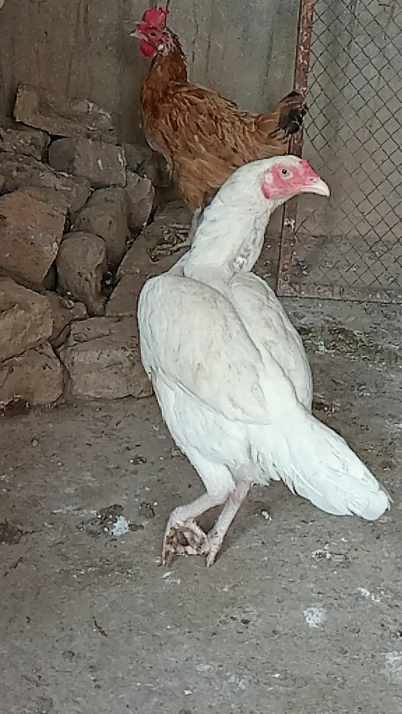 Aseel heera murgi and Heera chicks — photo 8