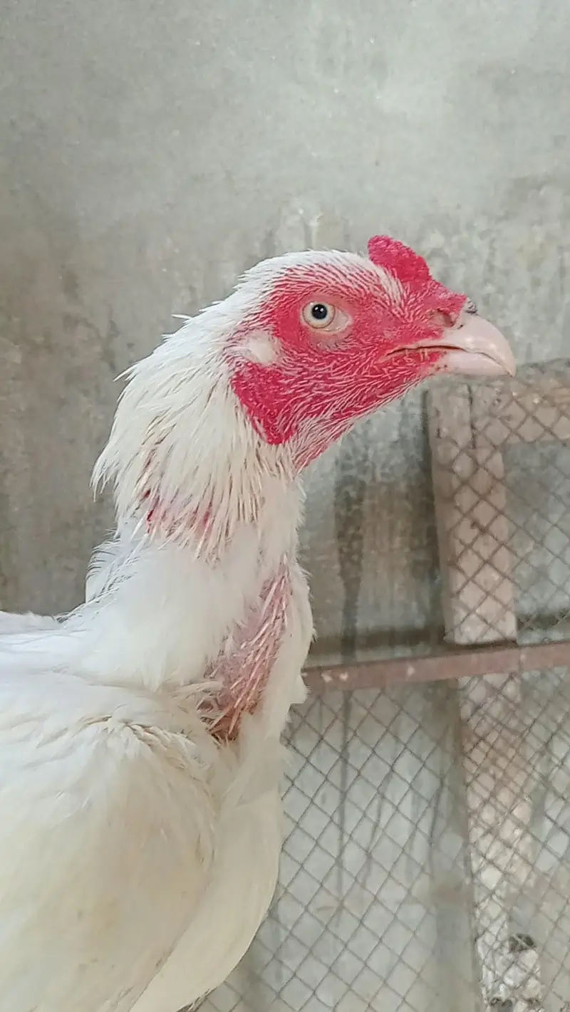 Aseel heera murgi and Heera chicks — photo 9