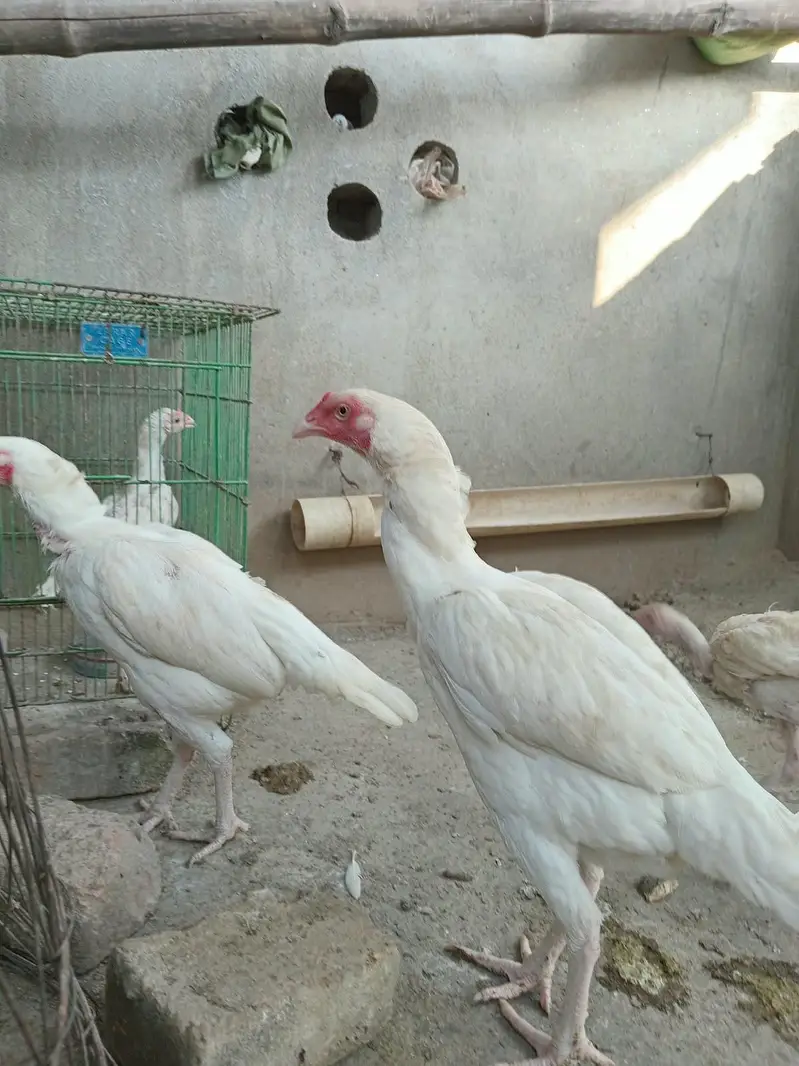 Aseel heera murgi and Heera chicks — photo 10