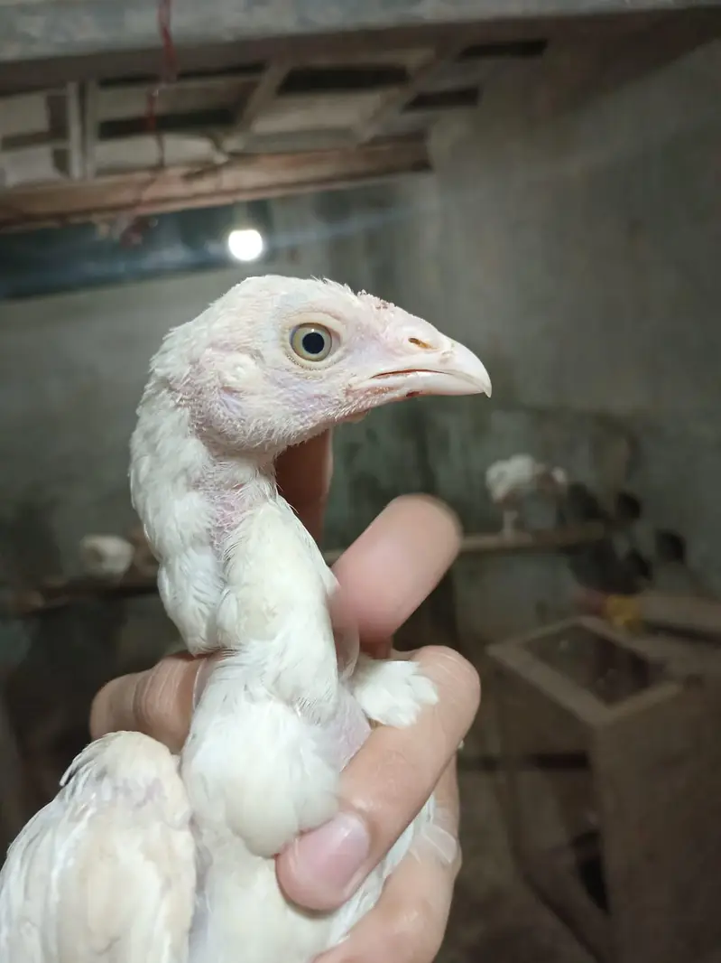 Aseel heera murgi and Heera chicks — photo 12