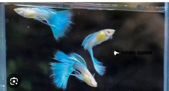 good quality guppies in reasonable prices