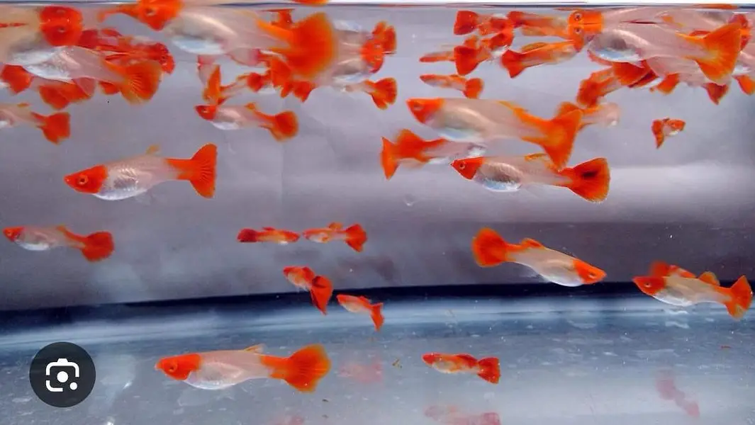good quality guppies in reasonable prices — photo 2