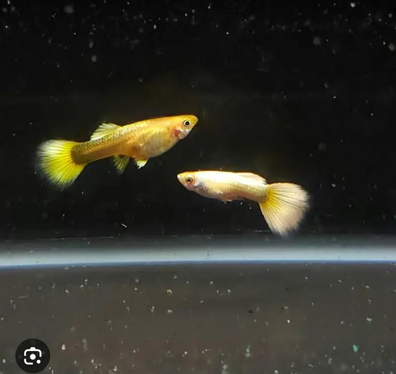 good quality guppies in reasonable prices — photo 3