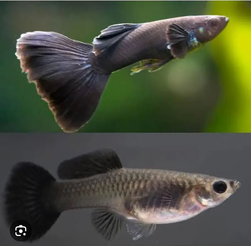 good quality guppies in reasonable prices — photo 4