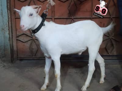 Tedda male zero size Blue eyes white khur white singh
