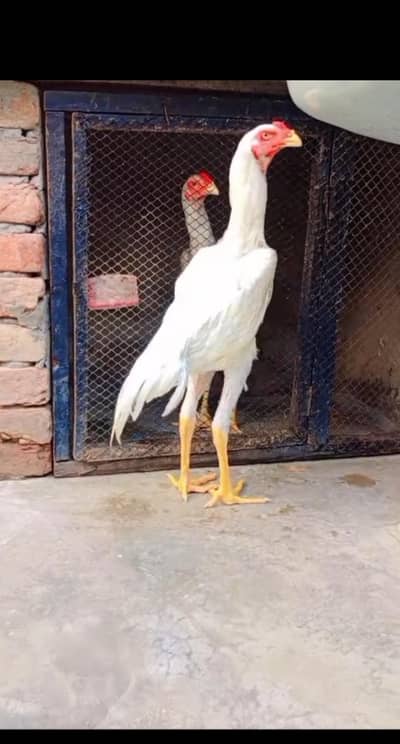 o white shamo male 6 month