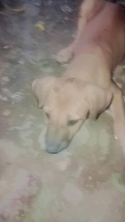 dog for sale