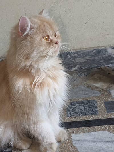 female cat