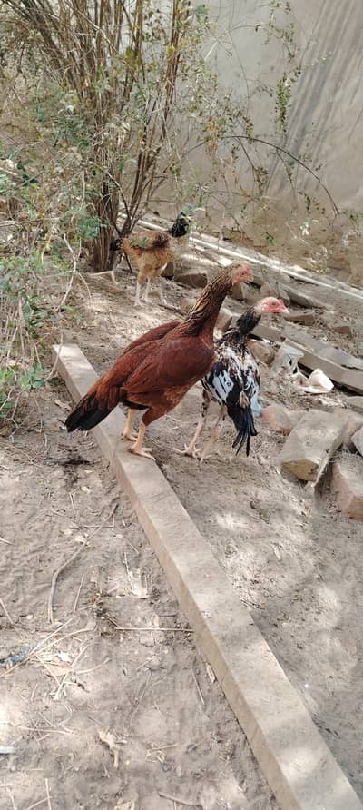 selling one of these hens