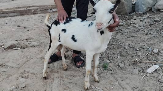 Ablak Teda for sale / Goat For sale / Breeder