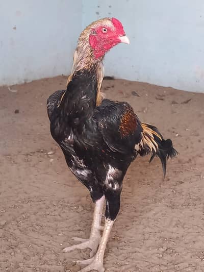 pure Black Mushka Aseel Murgha