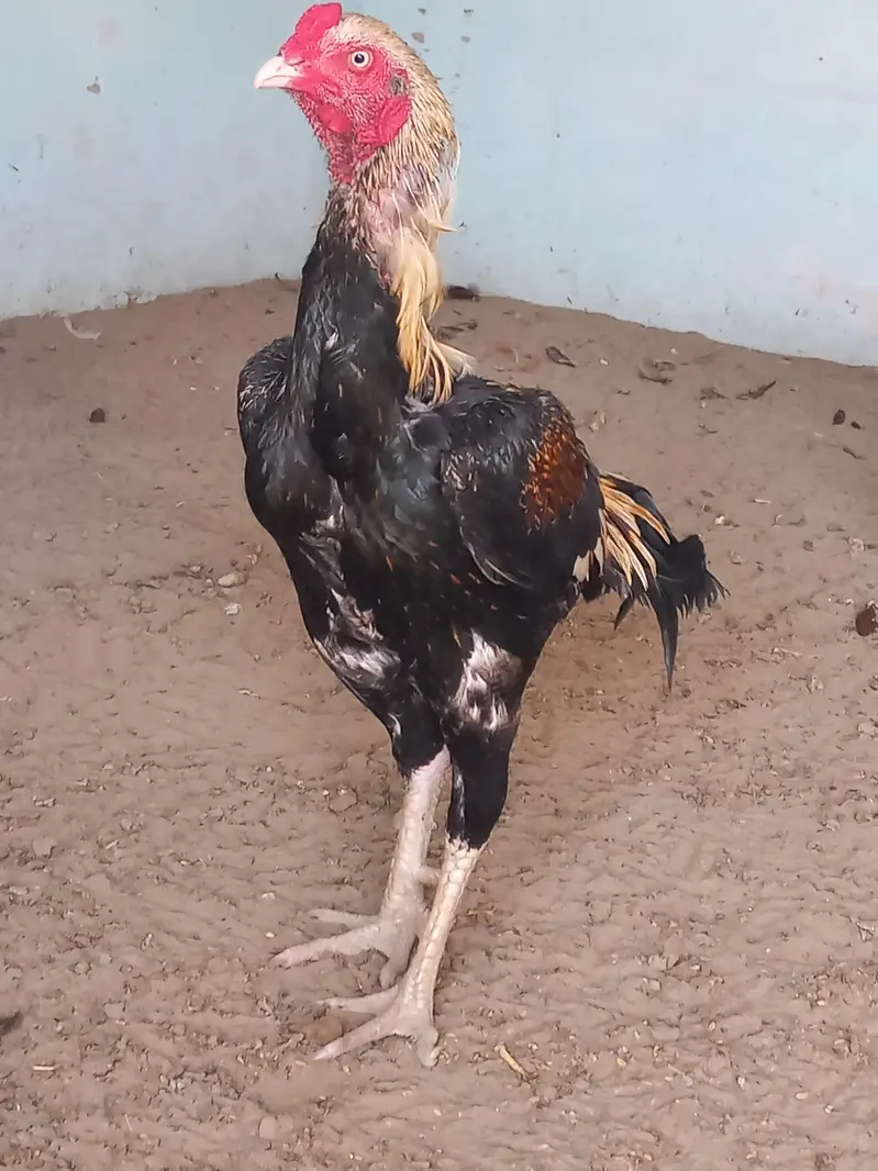pure Black Mushka Aseel Murgha — photo 2