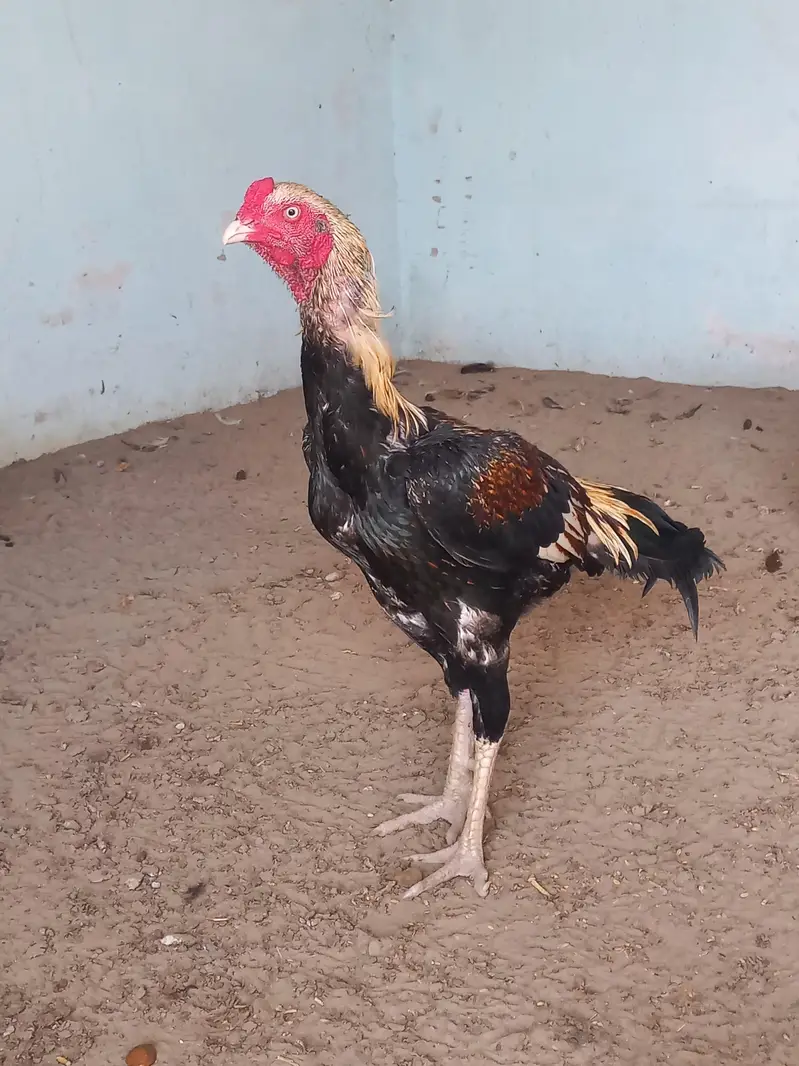 pure Black Mushka Aseel Murgha — photo 3