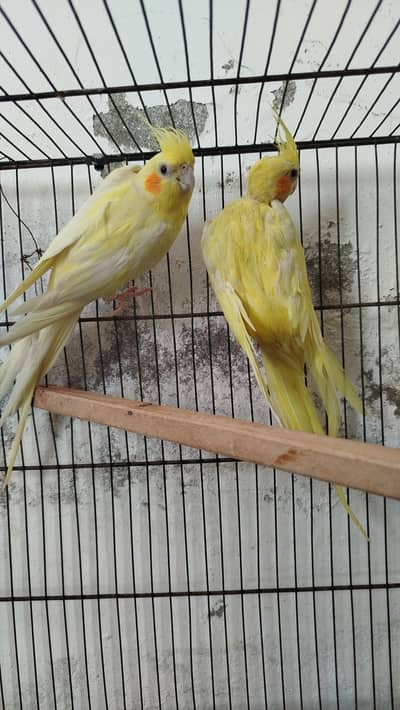 Breeder Pairs Cocktails Available + Semi Tamed Cocktails Available