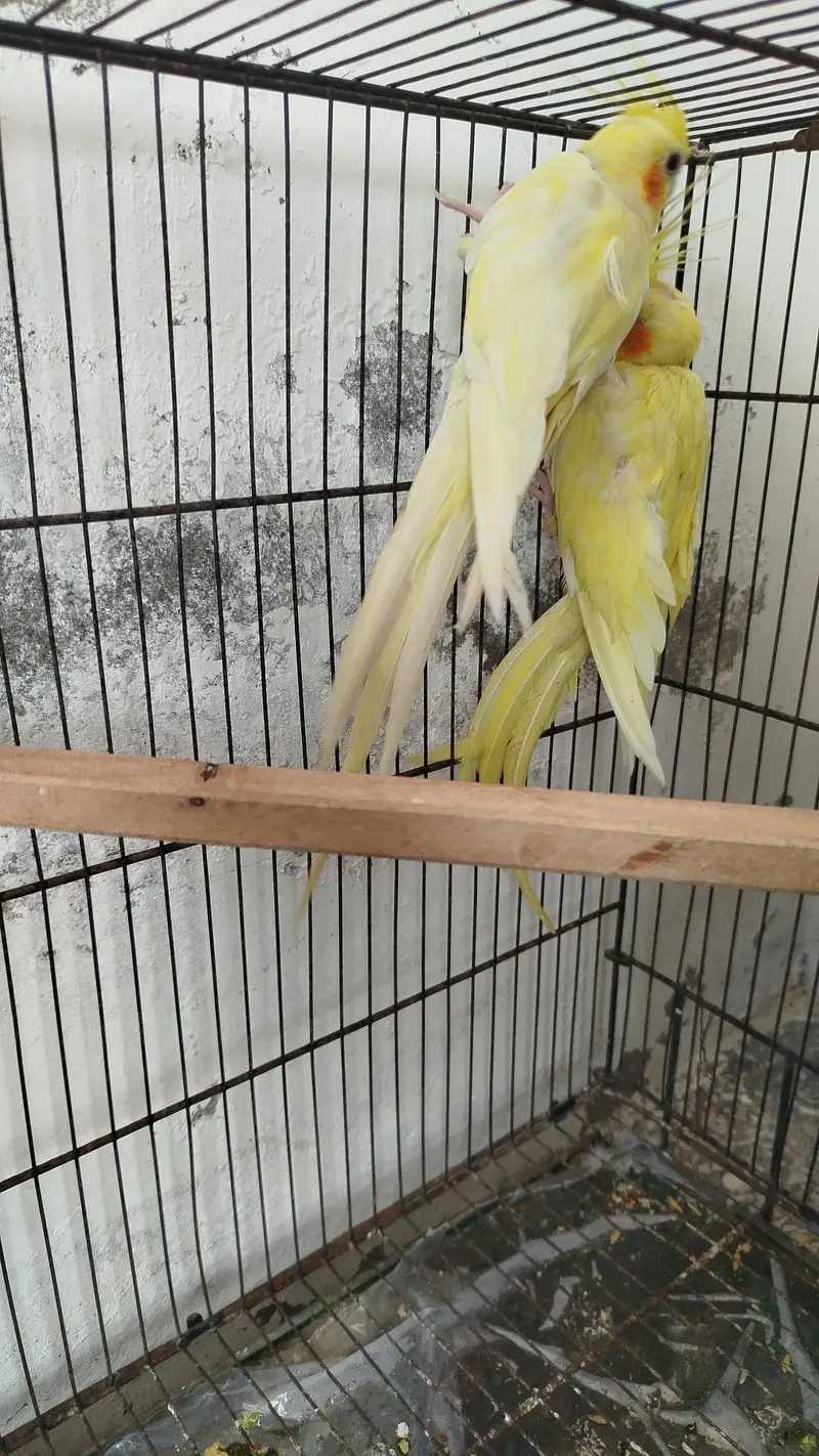Breeder Pairs Cocktails Available + Semi Tamed Cocktails Available — photo 2