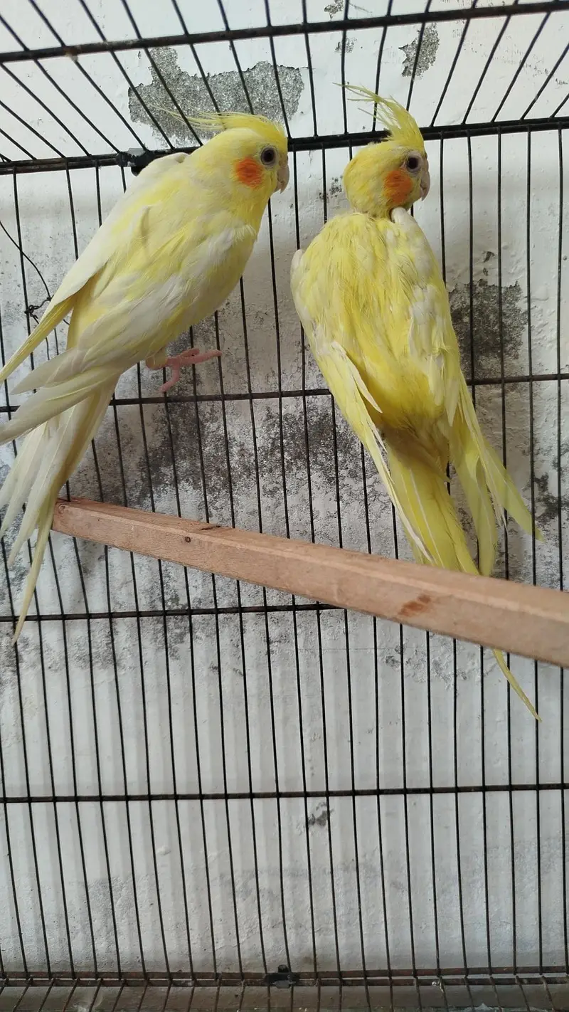 Breeder Pairs Cocktails Available + Semi Tamed Cocktails Available — photo 3