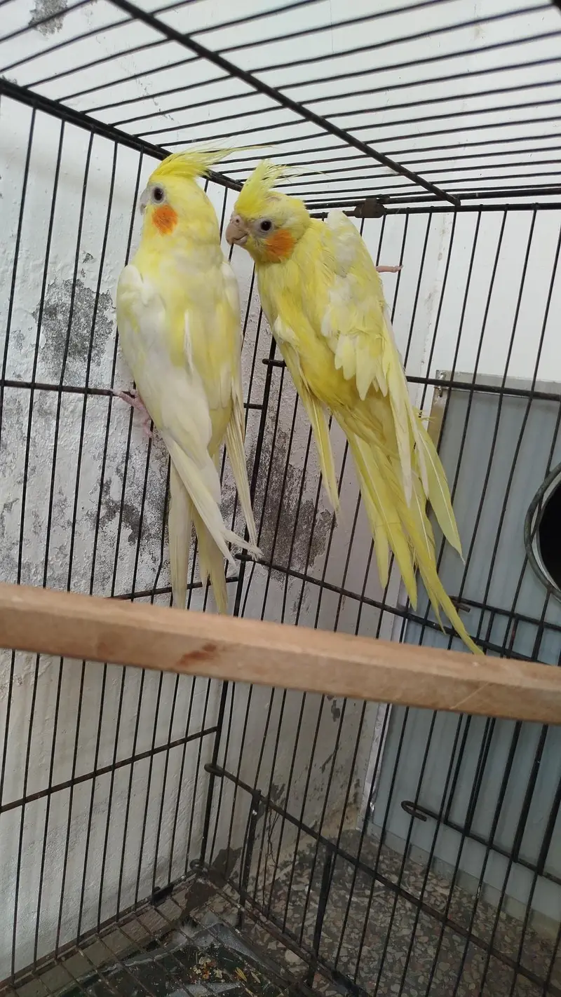 Breeder Pairs Cocktails Available + Semi Tamed Cocktails Available — photo 4