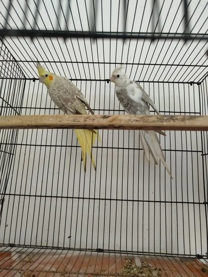 Breeder Pairs Cocktails Available + Semi Tamed Cocktails Available — photo 5
