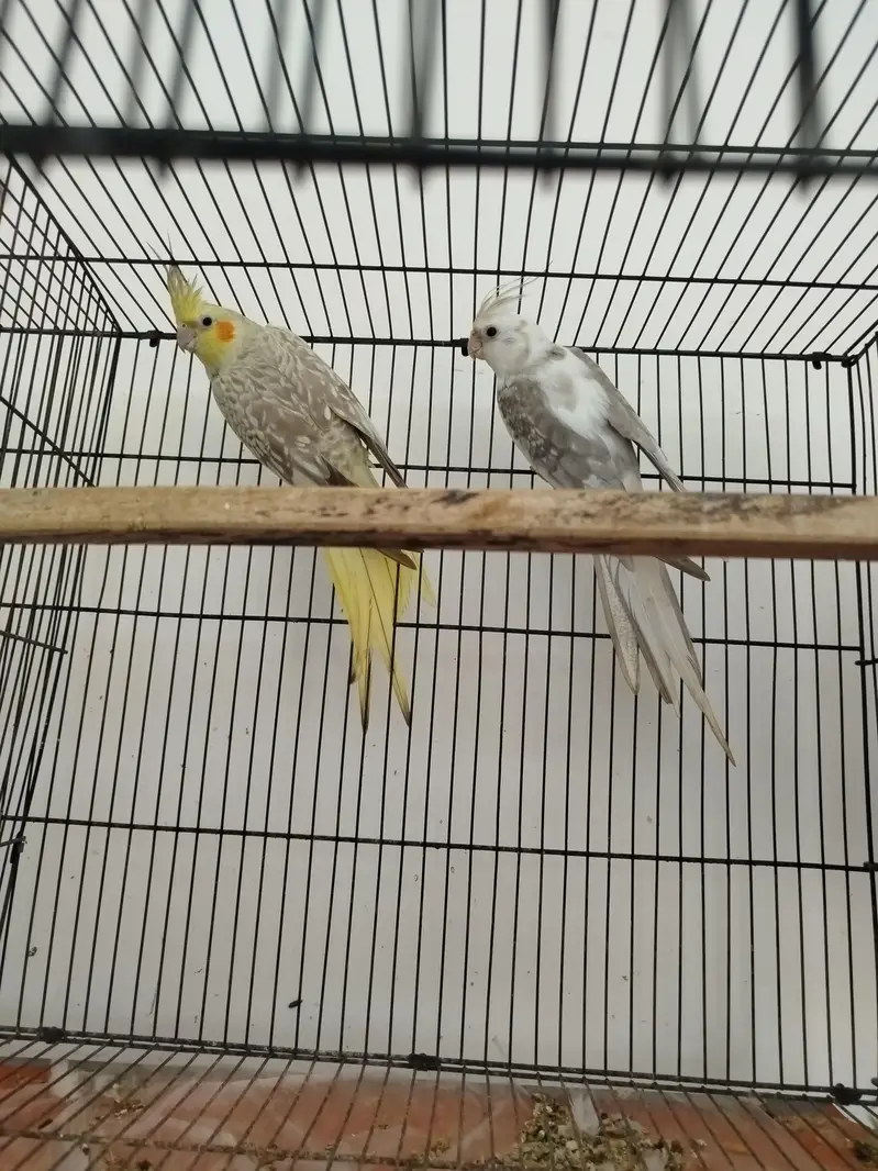 Breeder Pairs Cocktails Available + Semi Tamed Cocktails Available — photo 6