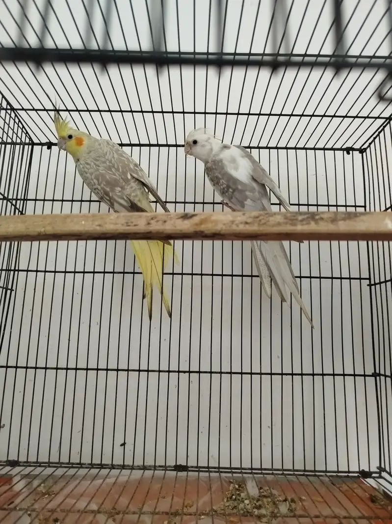 Breeder Pairs Cocktails Available + Semi Tamed Cocktails Available — photo 7