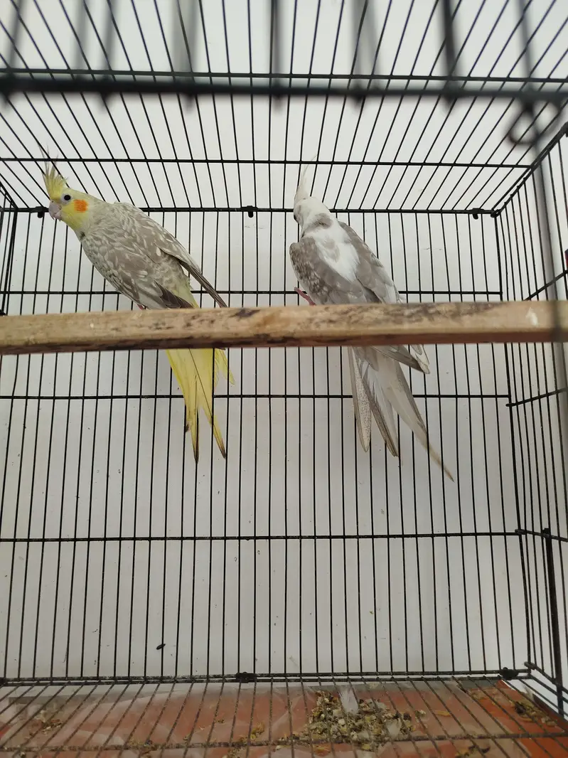 Breeder Pairs Cocktails Available + Semi Tamed Cocktails Available — photo 8