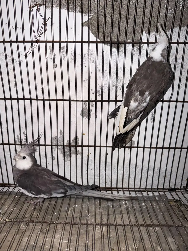Breeder Pairs Cocktails Available + Semi Tamed Cocktails Available — photo 9