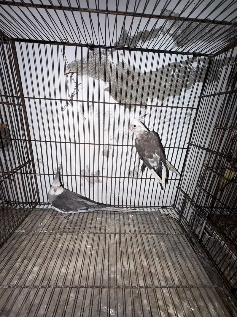 Breeder Pairs Cocktails Available + Semi Tamed Cocktails Available — photo 10