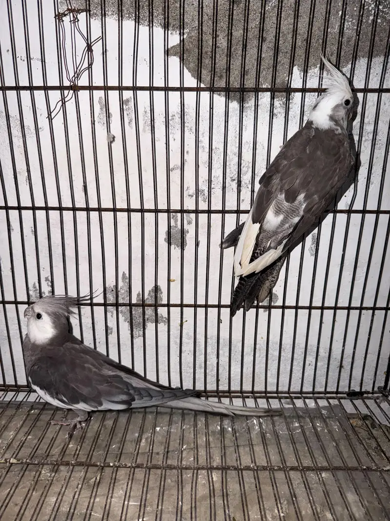 Breeder Pairs Cocktails Available + Semi Tamed Cocktails Available — photo 11