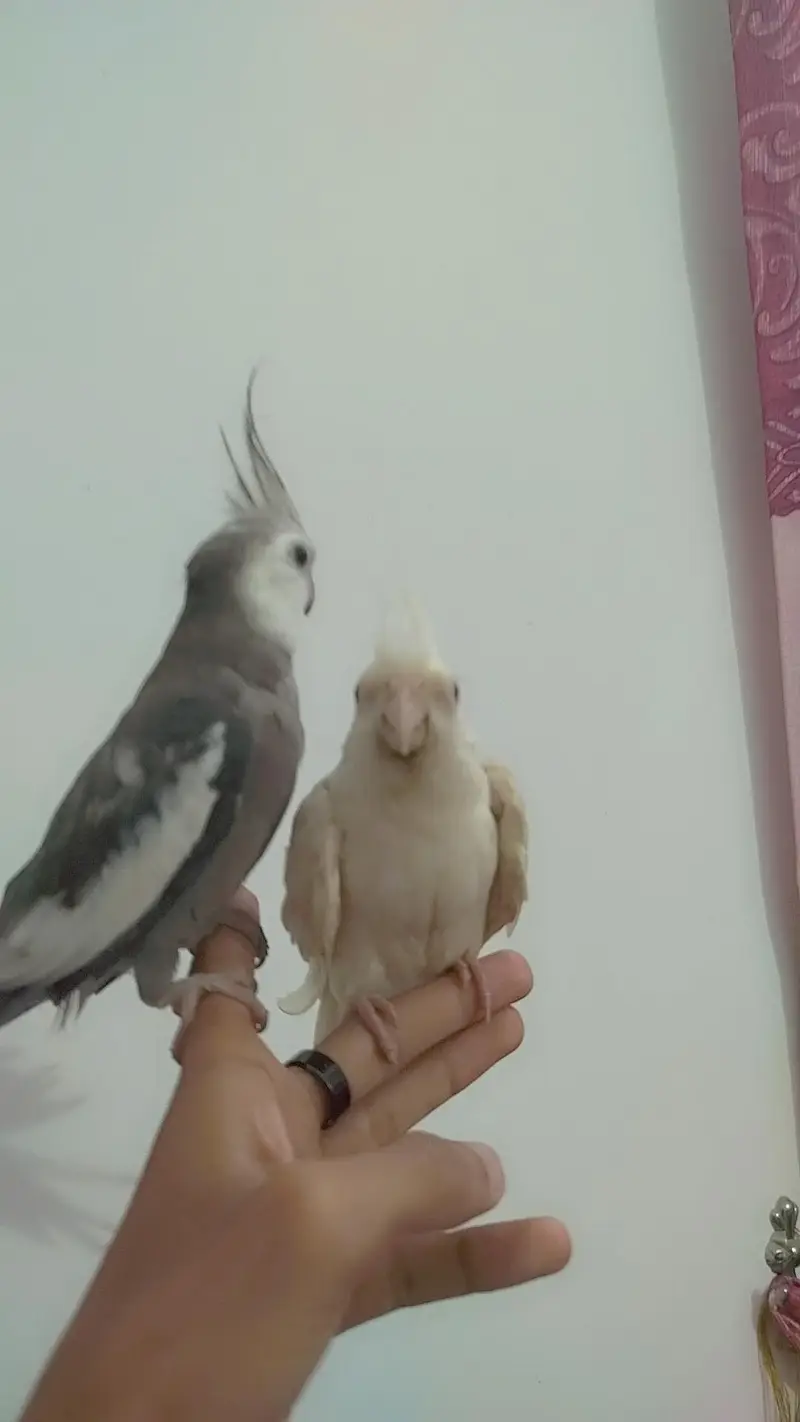 Breeder Pairs Cocktails Available + Semi Tamed Cocktails Available — photo 12