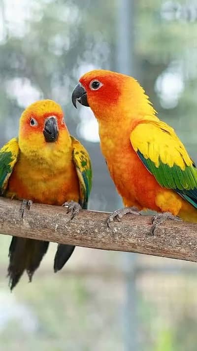 Sun conure Pair with DNA