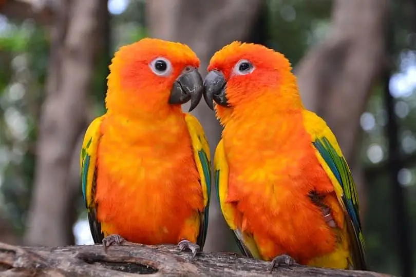 Sun conure Pair with DNA — photo 2