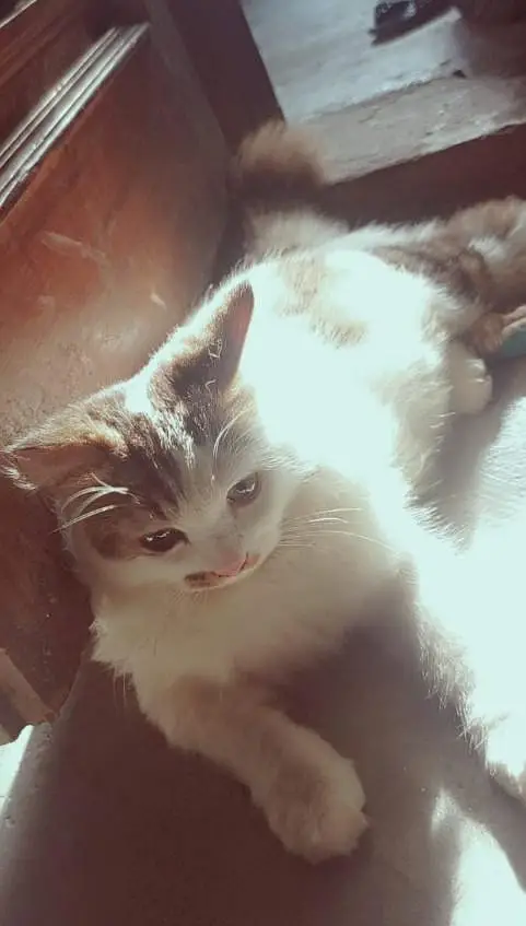 for urgent sale — photo 4