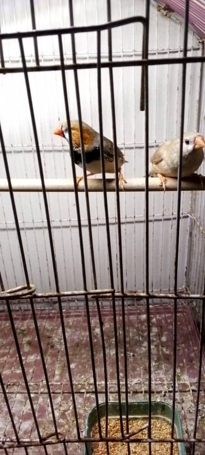 mution finches