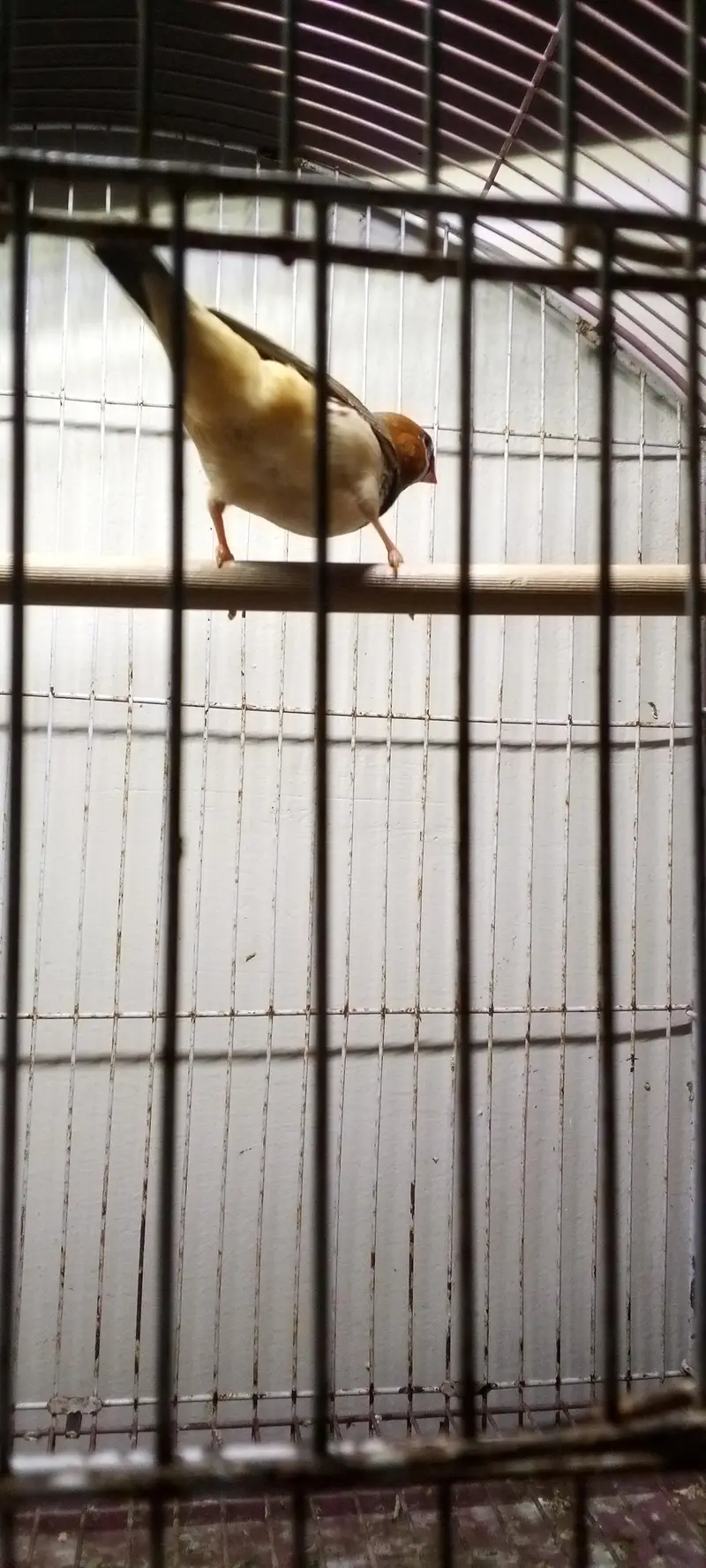 mution finches — photo 2